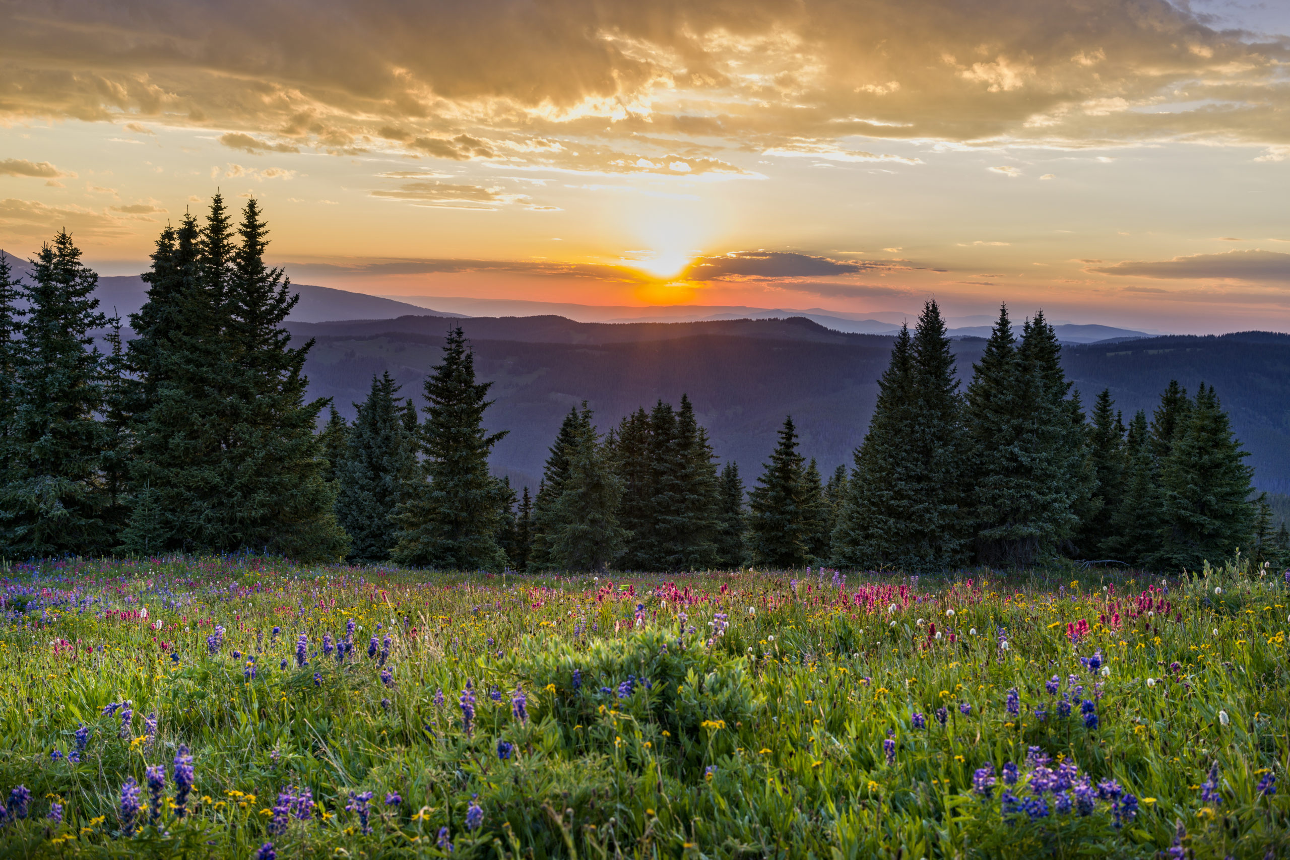 Wildflowers in Mountain Meadow at Sunset